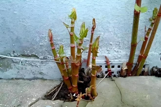 令国外痛苦的“入侵花”却在中国沦为咸菜吃到人工种植成笑谈(图9)