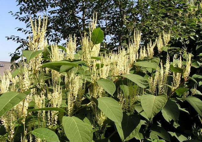 令国外痛苦的“入侵花”却在中国沦为咸菜吃到人工种植成笑谈(图5)