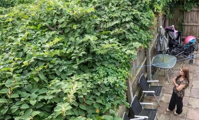 令国外痛苦的“入侵花”却在中国沦为咸菜吃到人工种植成笑谈(图4)