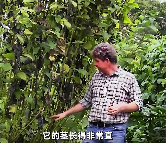 令国外痛苦的“入侵花”却在中国沦为咸菜吃到人工种植成笑谈(图12)