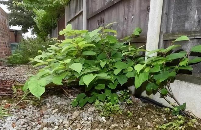 令国外痛苦的“入侵花”却在中国沦为咸菜吃到人工种植成笑谈(图10)