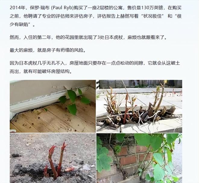 令国外痛苦的“入侵花”却在中国沦为咸菜吃到人工种植成笑谈(图11)