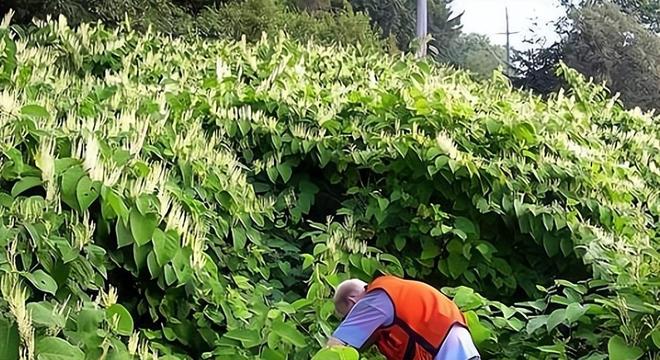 令国外痛苦的“入侵花”却在中国沦为咸菜吃到人工种植成笑谈(图6)