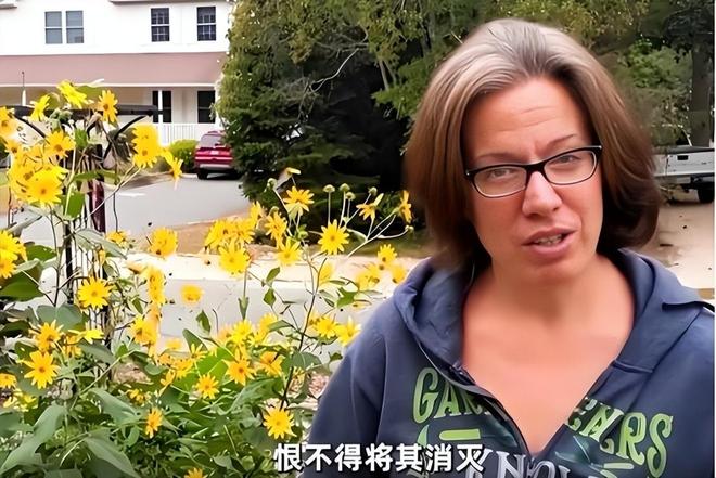 令国外痛苦的“入侵花”却在中国沦为咸菜吃到人工种植成笑谈(图8)