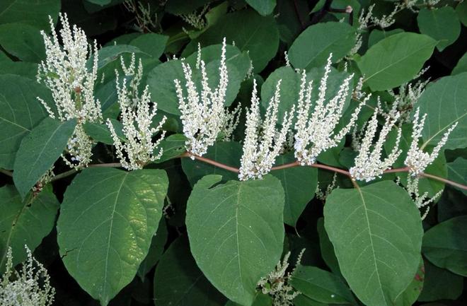 令国外痛苦的“入侵花”却在中国沦为咸菜吃到人工种植成笑谈(图2)