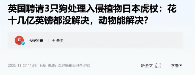 令国外痛苦的“入侵花”却在中国沦为咸菜吃到人工种植成笑谈(图7)