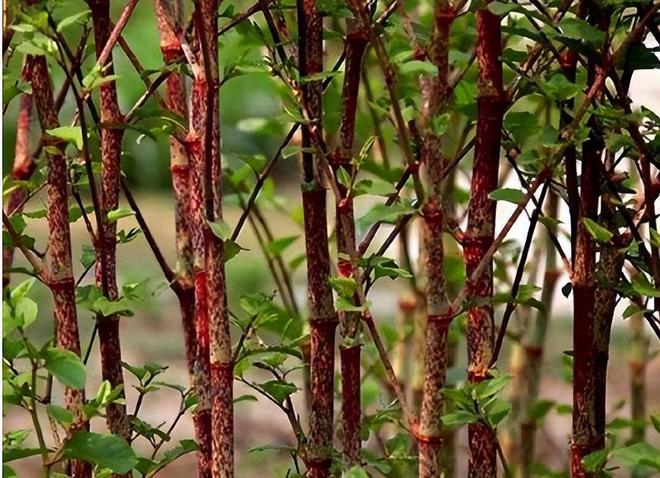 令国外痛苦的“入侵花”却在中国沦为咸菜吃到人工种植成笑谈(图3)