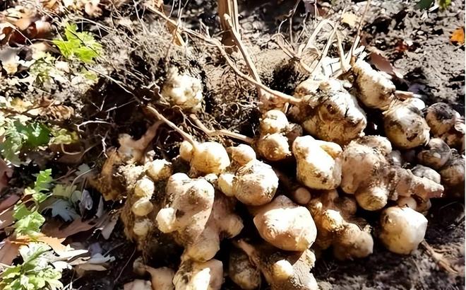 令国外痛苦的“入侵花”却在中国沦为咸菜吃到人工种植成笑谈(图18)