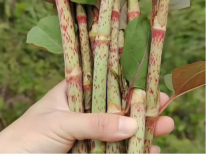 令国外痛苦的“入侵花”却在中国沦为咸菜吃到人工种植成笑谈(图16)