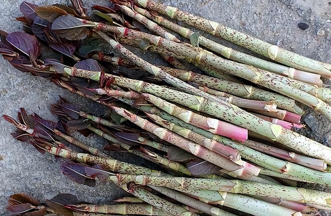 令国外痛苦的“入侵花”却在中国沦为咸菜吃到人工种植成笑谈(图23)