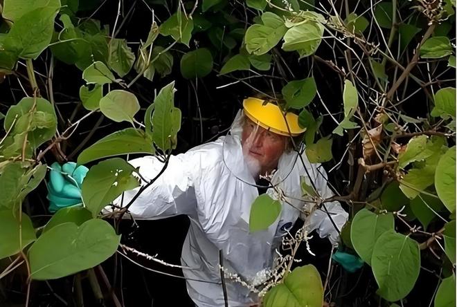 令国外痛苦的“入侵花”却在中国沦为咸菜吃到人工种植成笑谈(图13)