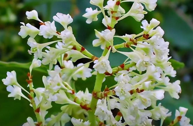 令国外痛苦的“入侵花”却在中国沦为咸菜吃到人工种植成笑谈(图26)