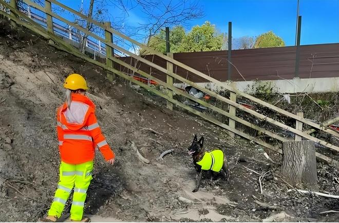 令国外痛苦的“入侵花”却在中国沦为咸菜吃到人工种植成笑谈(图27)