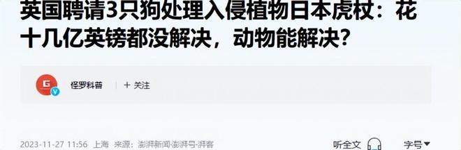 令国外痛苦的“入侵花”却在中国沦为咸菜吃到人工种植成笑谈(图29)