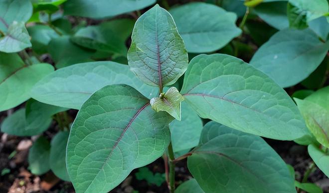 令国外痛苦的“入侵花”却在中国沦为咸菜吃到人工种植成笑谈(图25)